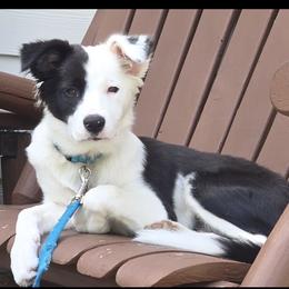 Border Collie Puppies from Cahill’s Canines
