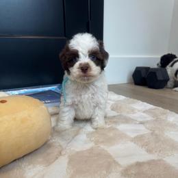 Bentley - Chocolate male Australian Labradoodle puppy in Nashville, Tennessee from SF Australian Labradoodles