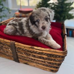 Mr.Tumnus - White and red merle male Bordoodle puppy in Valley Center, California from Circle R Valley Bordoodls