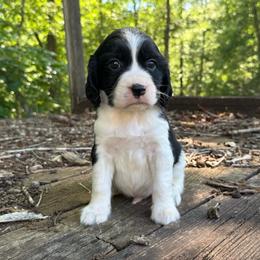 Ruger - Black and white male English Springer Spaniel puppy in Comer, Georgia from Stratton Spaniels
