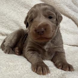 Swifty - female Long Haired Weimaraner puppy in Blanchardville, Wisconsin from Northern Bluegrass Weimaraners