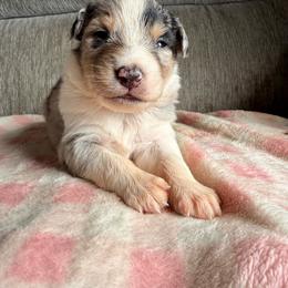 Murphy - Blue merle male Australian Shepherd puppy in Worcester County, Massachusetts from O’Kejas  Kennel