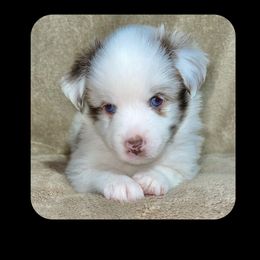 Buzz - Miniature Australian Shepherd puppy in Jacksonville, Texas from AG Toy & Mini Aussies