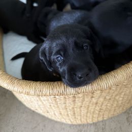 Labrador Retriever Puppies from Meadow Pond Retrievers