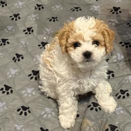 Cosmo - Sable and white male Cavachon puppy in Springfield, Massachusetts from Caraid Cavachons
