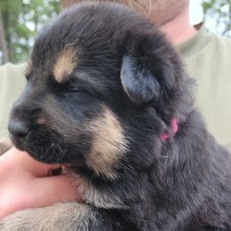 German Shepherds from Furshizzle Farm LLC