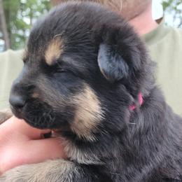 German Shepherds from Furshizzle Farm LLC