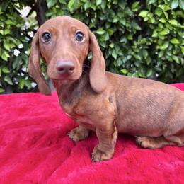 Pint - Brindle male Dachshund puppy in Temecula, California from Naomi Magee's Dachshund Kennel