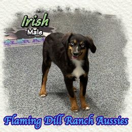 Irish - Black tri male Toy Australian Shepherd puppy in Forestburg, Texas from Flaming Dill Ranch Aussies