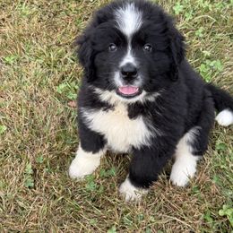 Archie - White and black male Newfoundland puppy in Goodhue, Minnesota from Claypits Newfoundlands
