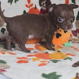 Penny - Chocolate and white female Chihuahua puppy in Plainfield, Indiana from Abby's Pampered Pooches