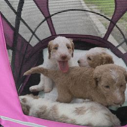 Goldendoodle Puppies from Zany Doodlez