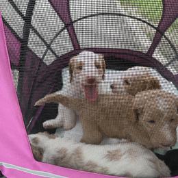 Goldendoodle Puppies from Zany Doodlez