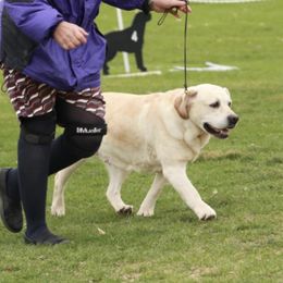 Labrador Retrievers from Remington Labradors