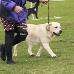 Labrador Retrievers from Remington Labradors