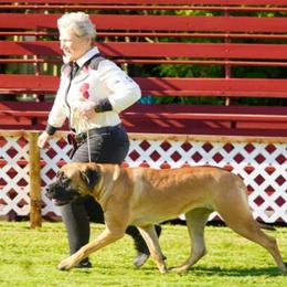 Mastiffs and Rat Terriers from POEM's Haven