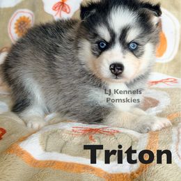 Triton - Gray and white male Pomsky puppy in Centerville, Iowa from LJ Kennels Pomskies, LLC