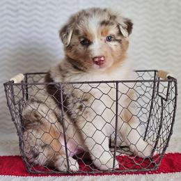 Roxy - Red merle female Australian Shepherd puppy in Mountain Grove, Missouri from K Bar H Farms