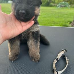 Mr Gray - Black and tan male German Shepherd puppy in Lawton, Michigan from Free Indeed Shepherds