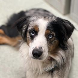 Miniature Australian Shepherd puppies from Windy Hills Mini Aussies & Doodles