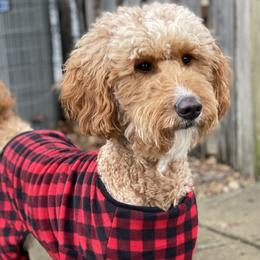 Lucy - Goldendoodle