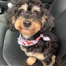 Issac  - Poodle
