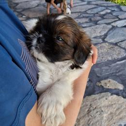 Bella - Brindle and white female Shih Tzu puppy in Lebanon, Pennsylvania from Stoney Acre Farms