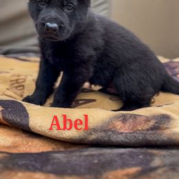 Abel - Black male German Shepherd puppy in Irvine, Kentucky from Himmelshunde German Shepherds