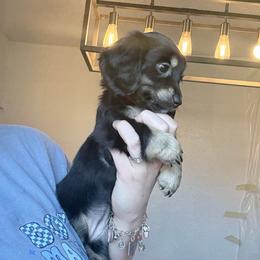 Ash - Black and tan female Dachshund puppy in Fort Worth, Texas from The Holloway Dachshunds