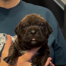 Miracle City Purple - Black brindle female Cane Corso puppy in Conroe, Texas from Miracle City