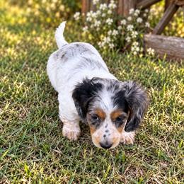 Princess - Dapple female Dachshund puppy in Pleasant Plains, Arkansas from JGBs Silver Spur Dachshunds