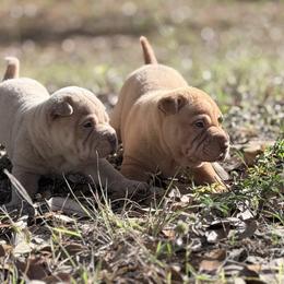 Ronal - Cream dilute female Chinese Shar-Pei puppy in Lehigh Acres, Florida from Florida Wrinkles