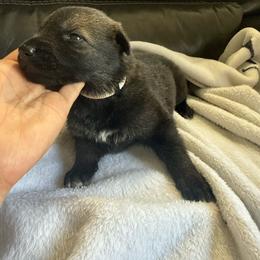 Girl 2 - Sable female German Shepherd puppy in Denver, Colorado from Morales Kennels