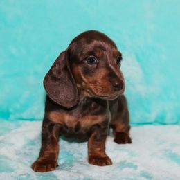 Blue Tan Male 2 - Gray (blue) and tan male Dachshund puppy in Coldwater, Mississippi from Mississippi Shorties Miniature Dachshunds