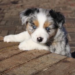 Australian Shepherd Puppies from Twisted Acres Aussies