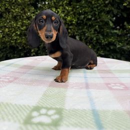 Rainbow Dash - Black and tan female Dachshund puppy in Temecula, California from Naomi Magee's Dachshund Kennel