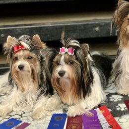 Biewer Terrier Puppies from Bouquet Biewers