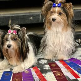 Biewer Terrier Puppies from Bouquet Biewers