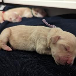 Golden Retriever Puppies from Goldens of Heritage Oaks