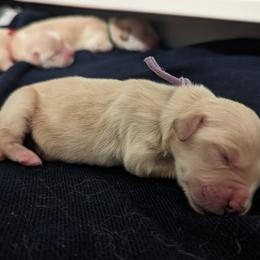 Golden Retriever Puppies from Goldens of Heritage Oaks