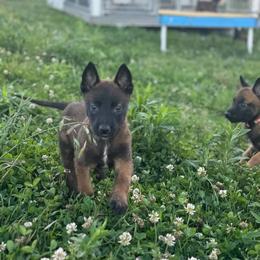 Puppy 3 - Mahogany female Belgian Malinois puppy in Centreville, Maryland from Barbihaus Kennels