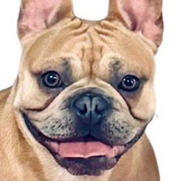 Mable - French Bulldog