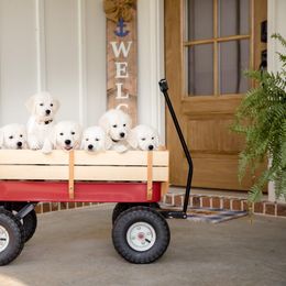 Golden Retriever Puppies from Southland Goldens