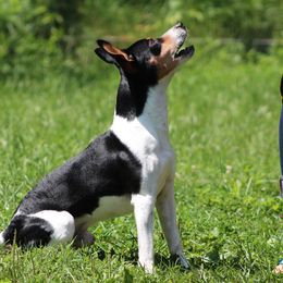 Jaxson  - Rat Terrier