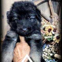 Chief - Black and tan male German Shepherd puppy in Sequim, Washington from German Shepherd Haus