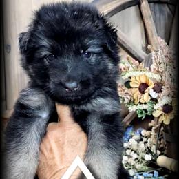 Chief - Black and tan male German Shepherd puppy in Sequim, Washington from German Shepherd Haus