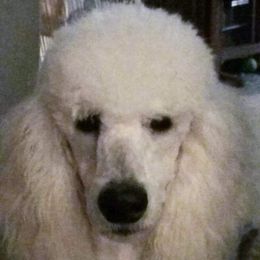 Mesa - Poodle