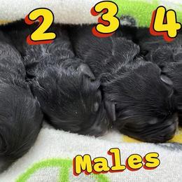 Boy 4 - Black and red male German Shepherd puppy in Davie, Florida from Vom Broward Haus