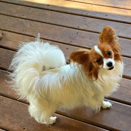 Nikkole - Papillon