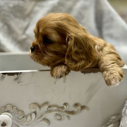 Cavalier King Charles Spaniel and Labrador Retriever Puppies from Happy Tails Kennel